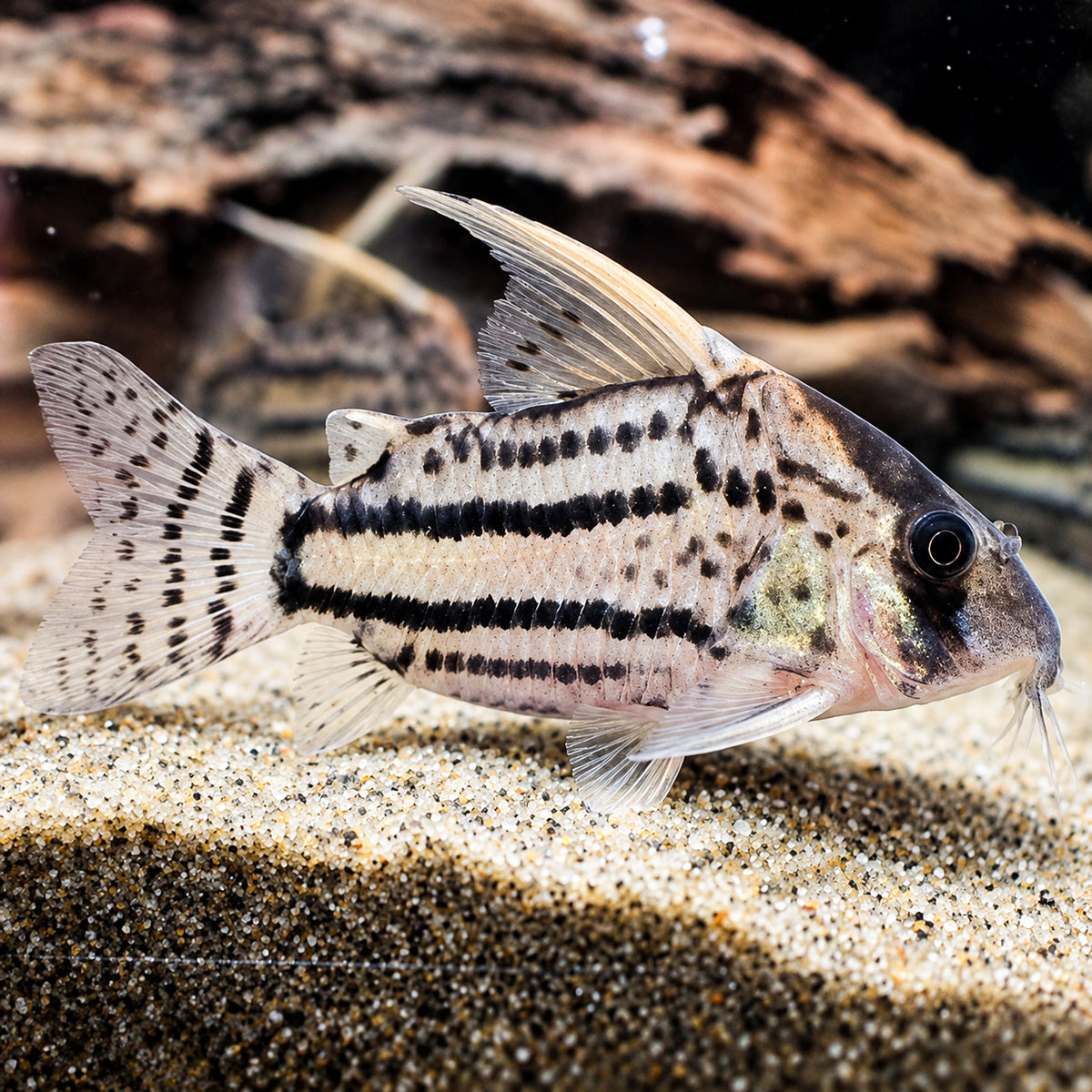 CW028 Super Schwartzi Cory Catfish β Hoplisoma sp. CW028