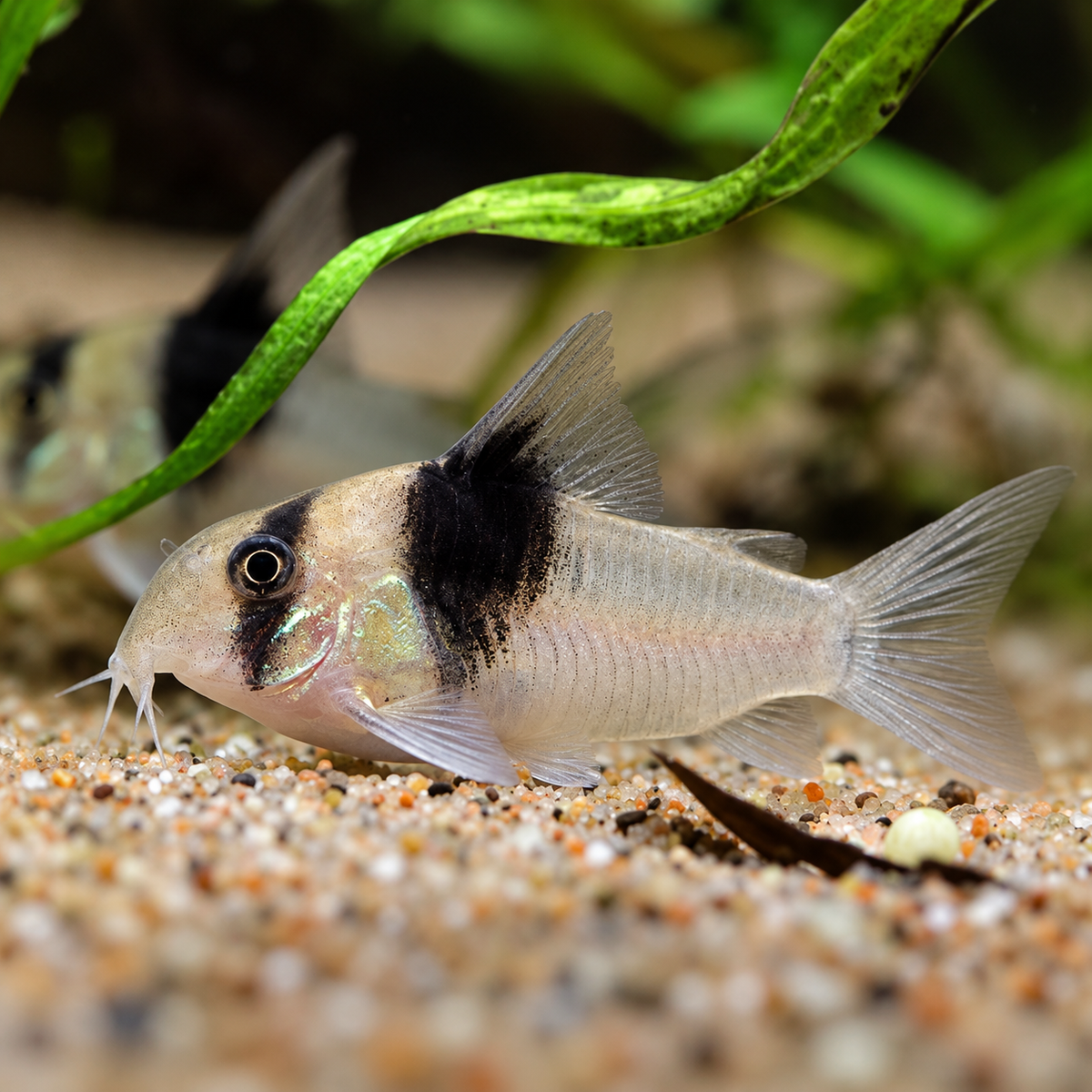 CW049 Black Diamond Cory Catfish β Hoplisoma sp. CW049
