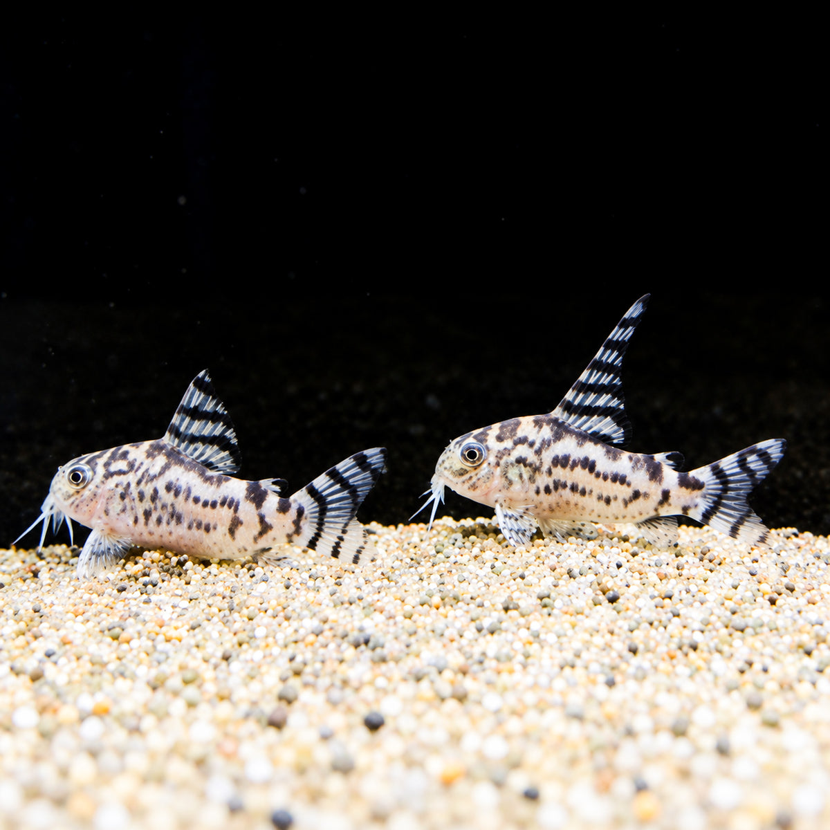 CW111 Vulcan Cory Catfish β Hoplisoma sp. CW111