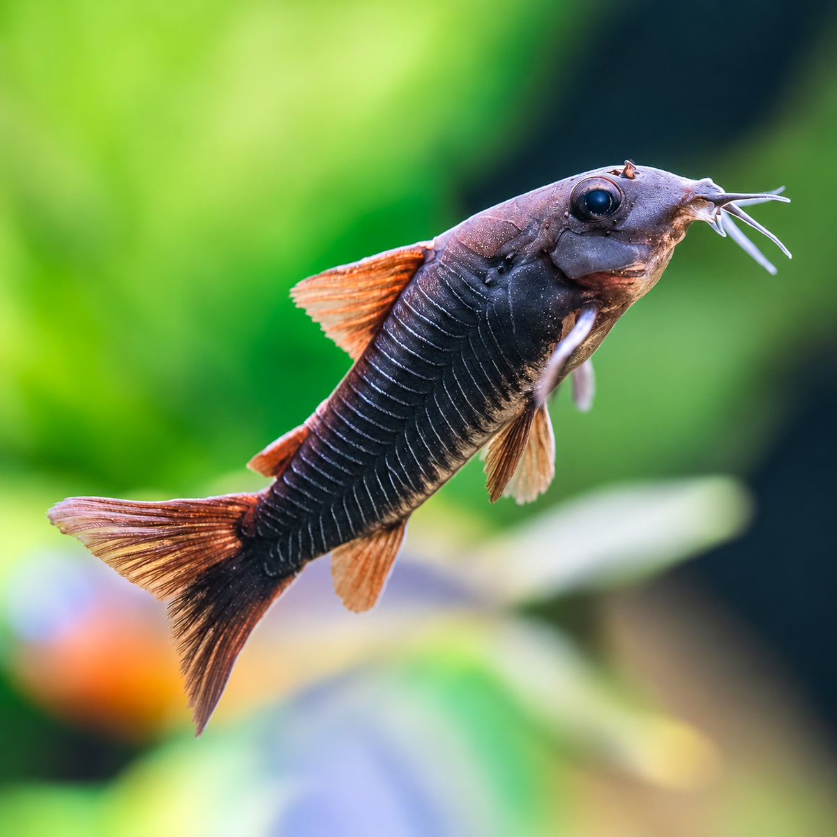 Dark Form Venezuelan Cory Catfish β Corydoras Venezuelanus