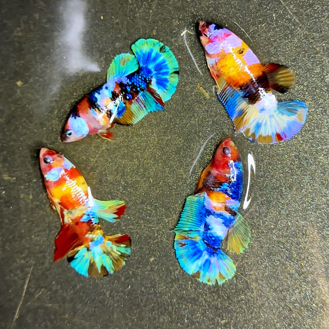 Multicolor Koi Yellow-Base Female Betta (Rare) | Limited Stock