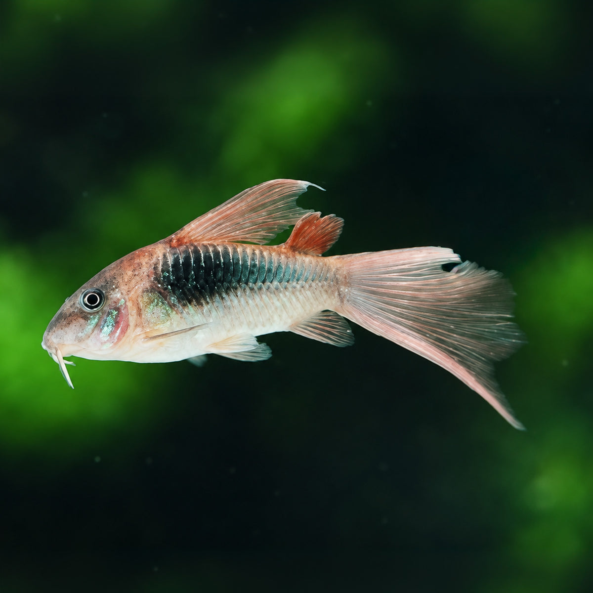 Long Fin Bronze Cory Catfish โ Corydoras Aeneus