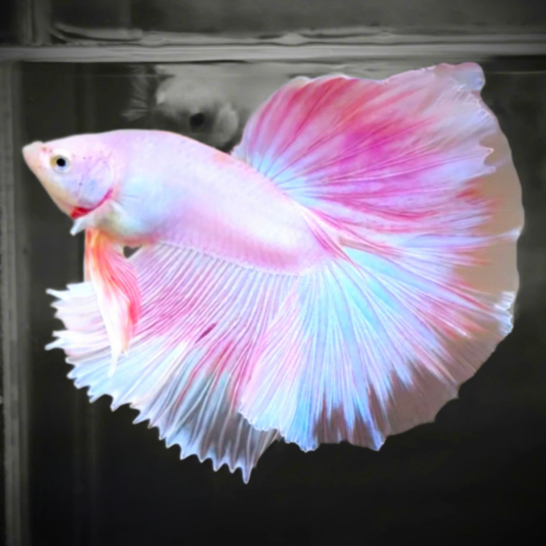 Pink Halfmoon Male Betta Fish | Grower’s Pick