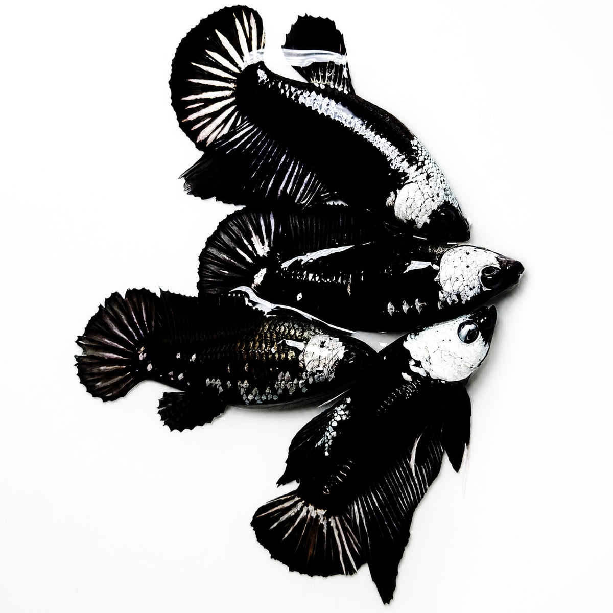 Black Mamba Plakat Female Betta Fish | Rare Betta Fish