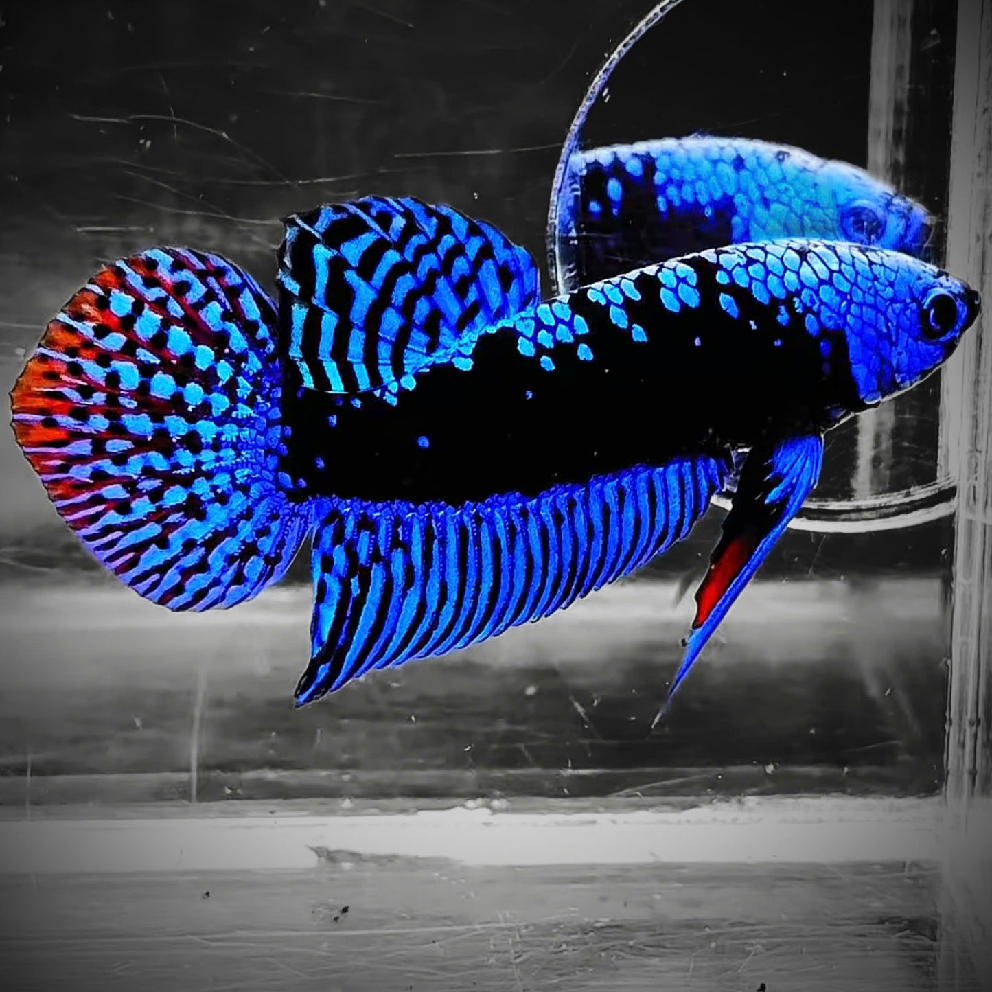 Blue Samurai Alien Wild Male Betta Fish | Grower Pick