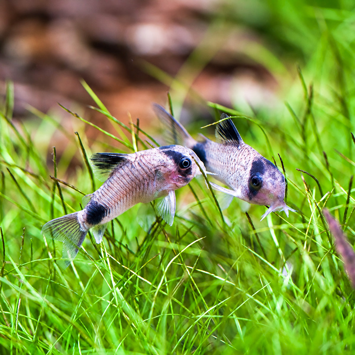 Panda Cory Catfish โ Corydoras Panda
