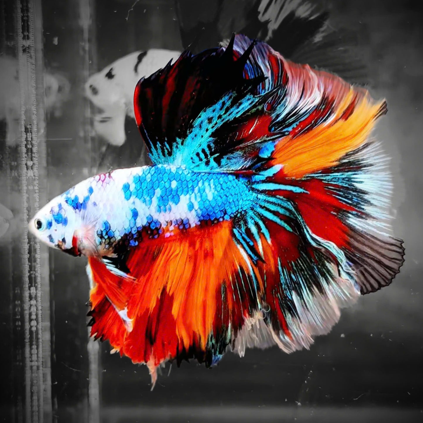 Koi Nemo Halfmoon Male Betta Fish | Buy 4 Get 1 Free | Mystery Betta