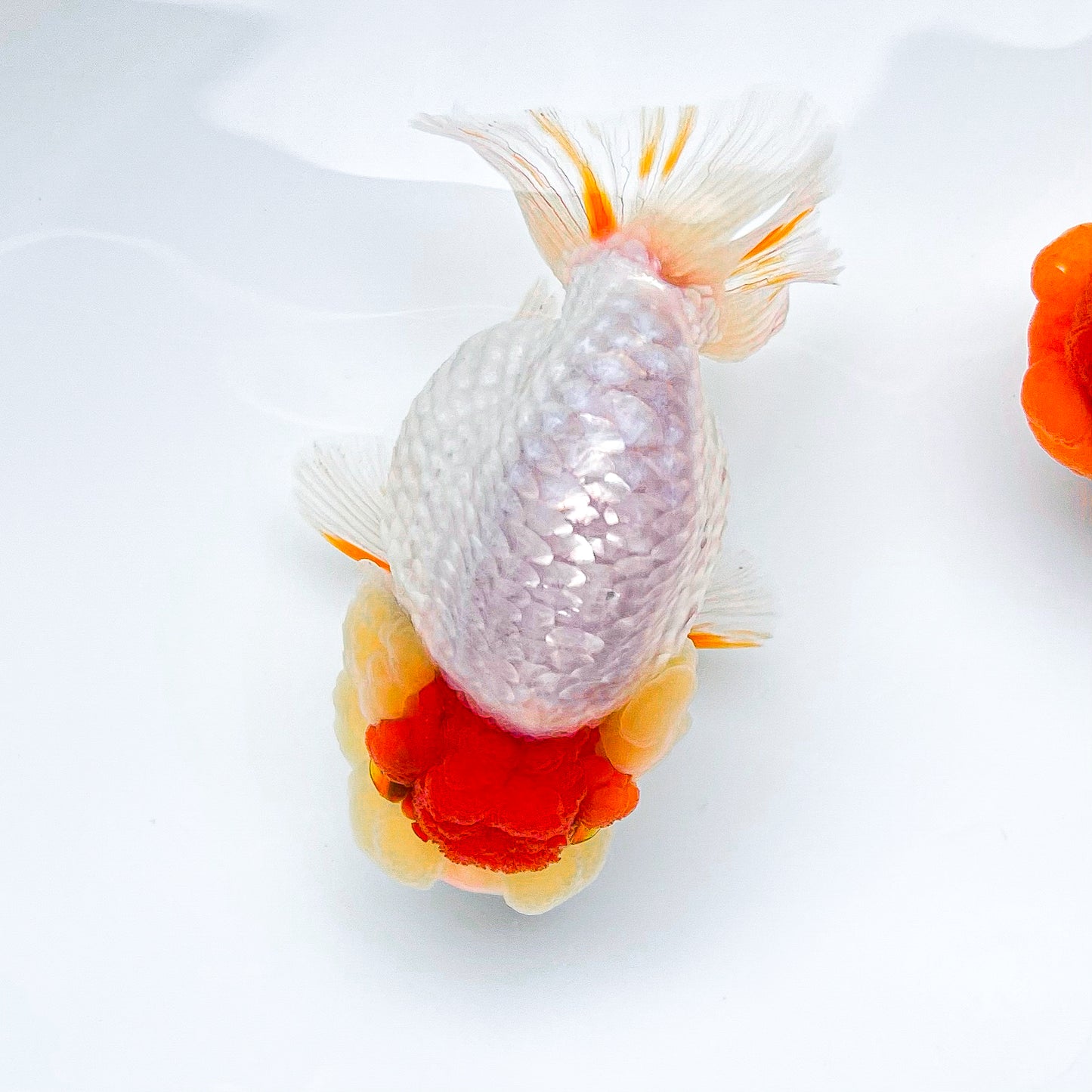 Shogun Tancho Ranchu Goldfish | Japan Flag Jewel | Grower Pick