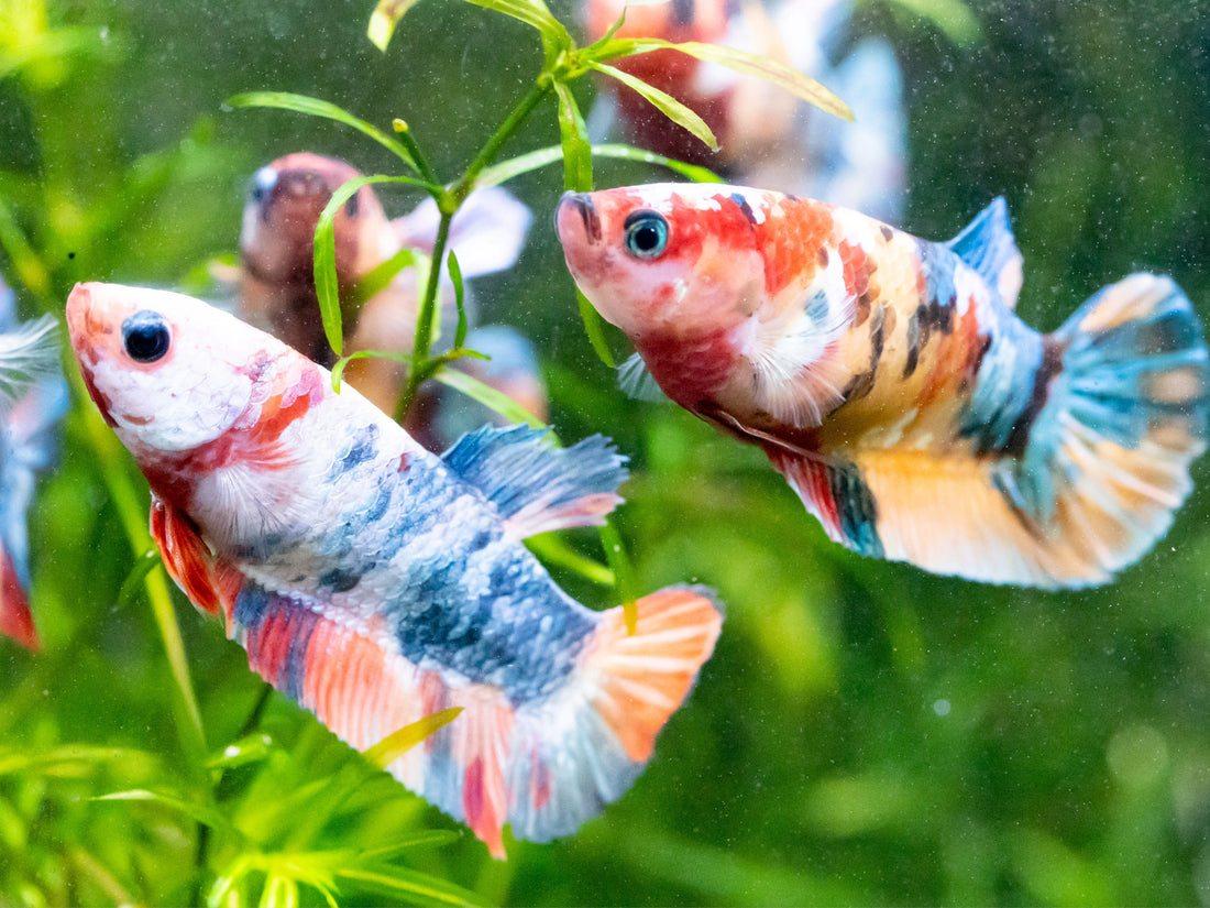 Ultimate Guide: The Key to Successful Female Betta Sorority