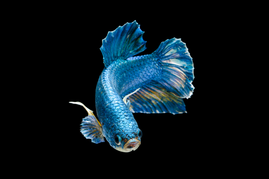 Plakat Betta Care: Tank Size, Diet, Tankmates & Health Guide