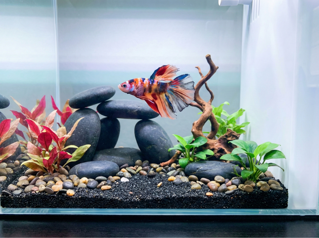 9 Creative Betta Fish Tank Ideas To Transform Your Home
