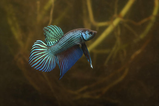 Wild Mahachai Betta