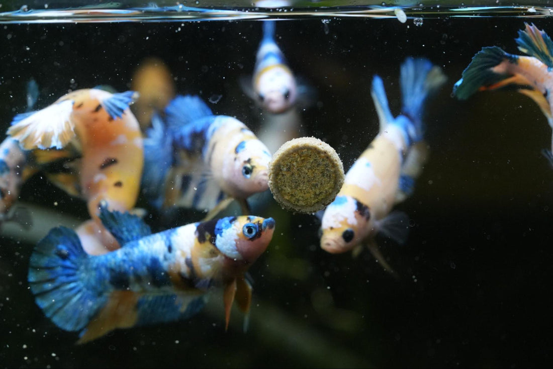 How Can You Tell if Your Betta Fish Is Pregnant