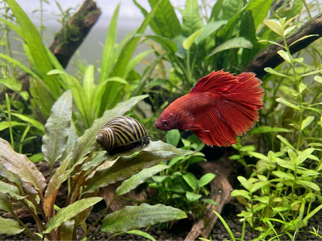 The Best Snails for Your Betta Tank and How to Keep Them Happy