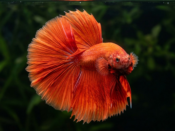 &nbsp;How to Read a Betta Listing Online: Grade, Tail Type, Size, Age, and Color Terms Explained