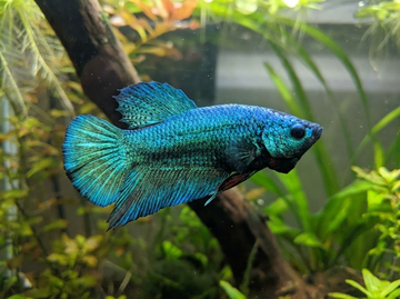 The Complete Alien Betta Care Guide for Your Tank