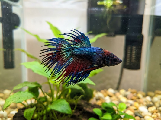 Betta Fish pH: Ideal Range, How to Test &amp; Safely Adjust for a Healthy Tank