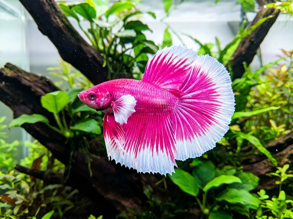 Pink Orchid Betta Fish: What This Color Name Means and What Buyers Should Expect
