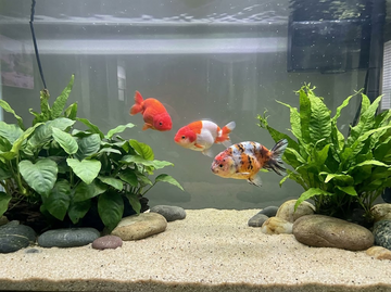 Ranchu Goldfish Care Guide: Tank, Diet and Wen Care 