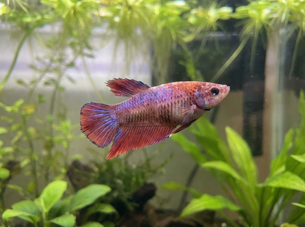 The Complete Female Betta Fish Pregnant Care Guide