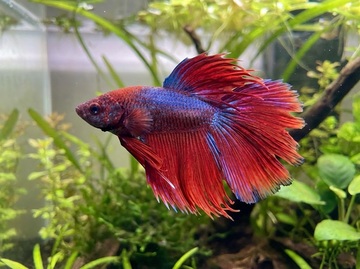 How Big Can Betta Fish Get in the Wild vs Tanks?