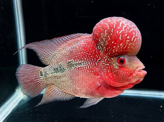 Flowerhorn Care: What to Know Before You Bring One Home 