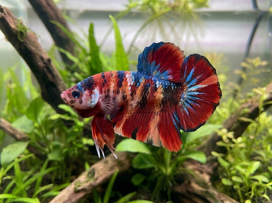 Giant Betta Fish Lifespan: How Long They Live and What Shortens It