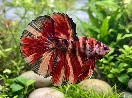 Halfmoon Koi Betta Fish: Tail Shape, Colors, and How It Differs from Standard Koi Bettas