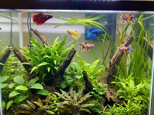 How to Keep Multiple Female Bettas in One Tank