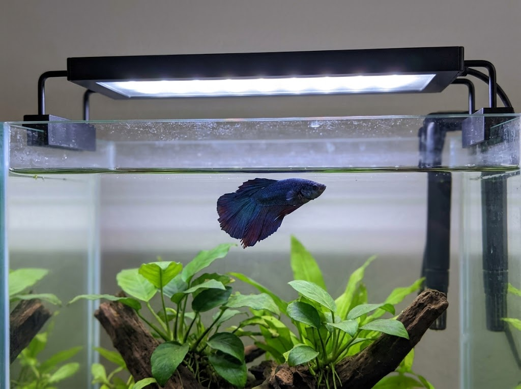Do Betta Fish Need Light? Tank Lighting Guide