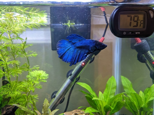 Do Bettas Need Heaters for a Healthy Tank?