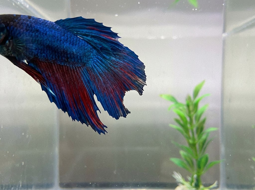 Betta Fish Tail Biting: Why It Happens & How to Stop