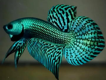 Green Betta Fish Guide: Solid Green, Metallic Green, and Alien Green Differences