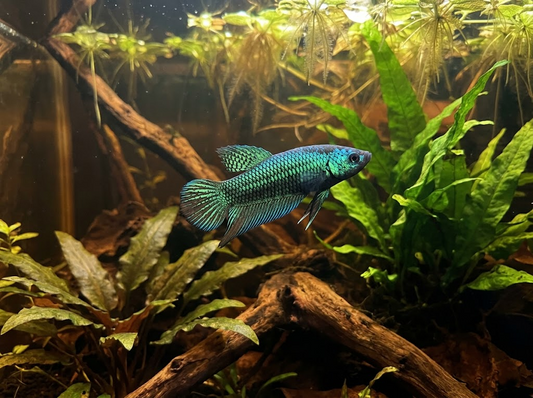 What Do Wild Betta Fish Look Like? A Beginner Identification Guide