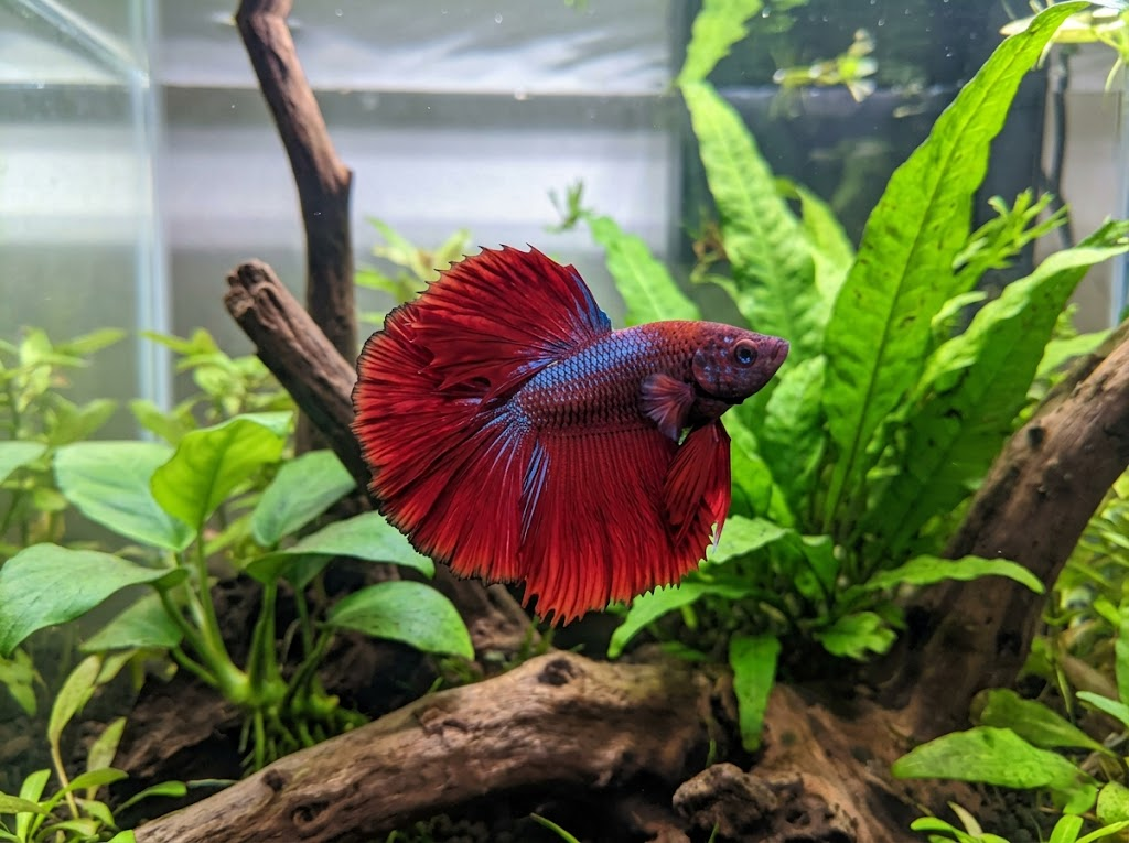New Betta Fish After Shipping: The First 24 Hours Checklist