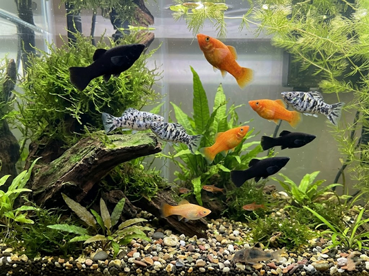Molly Fish Care Guide: Types, Tank Setup, Feeding &amp; Breeding Basics