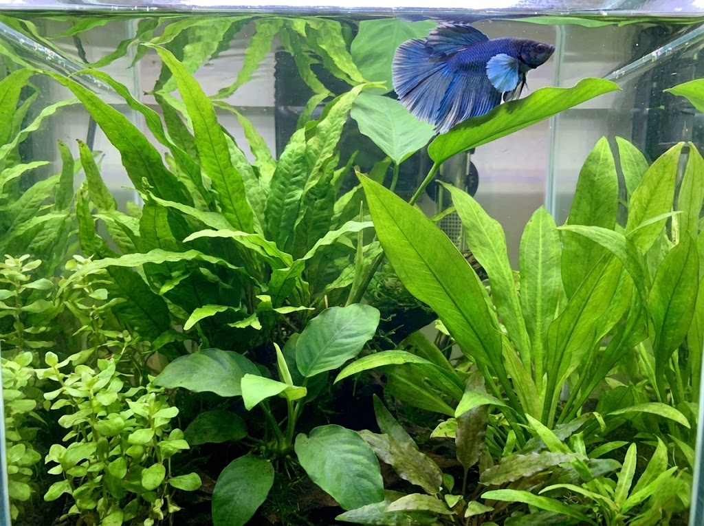 10 Creative Elephant Ear Tank Ideas for Your Dumbo Betta