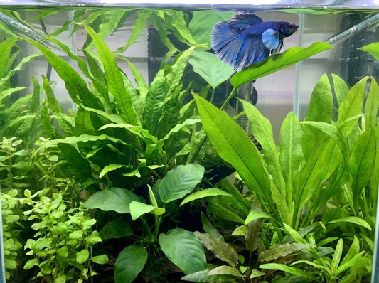 10 Creative Elephant Ear Tank Ideas for Your Dumbo Betta