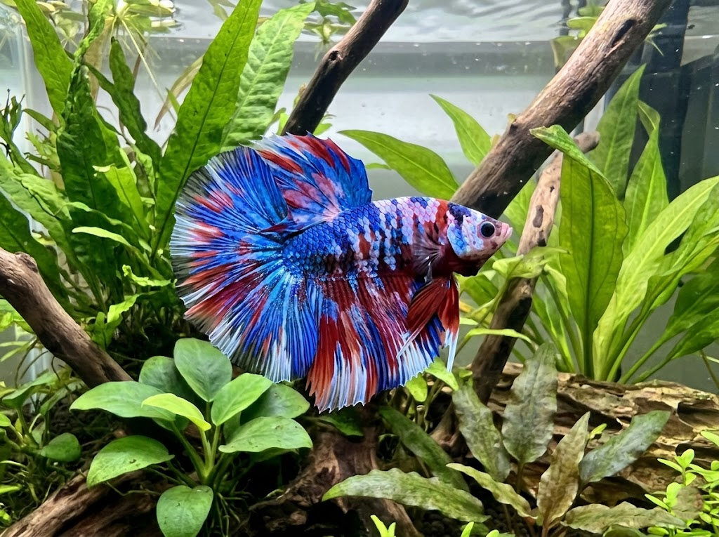 Betta Fish for Sale in the USA: How to Choose a Reputable Seller and Avoid Bad Orders