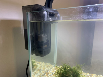 Best Filter for a Betta Tank: Types and Top Picks 