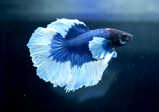 The 6 Most Popular Elephant Ear Betta Types