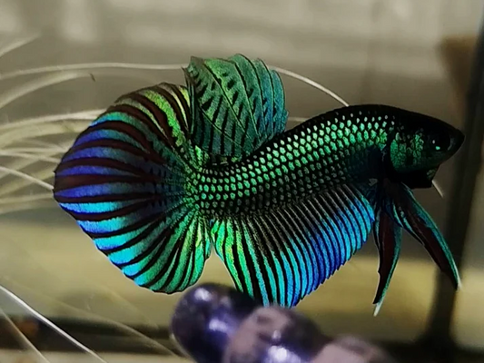 Wild Betta vs Alien Betta: Origin, Appearance, Temperament, and Care Differences