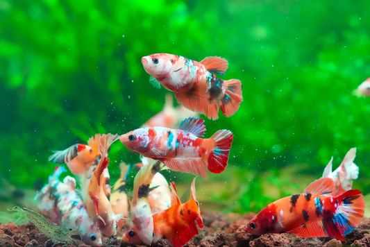 Top 12 List of Fish That Can Live With Bettas