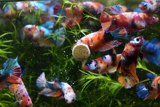 How Long Are Betta Fish Pregnant?