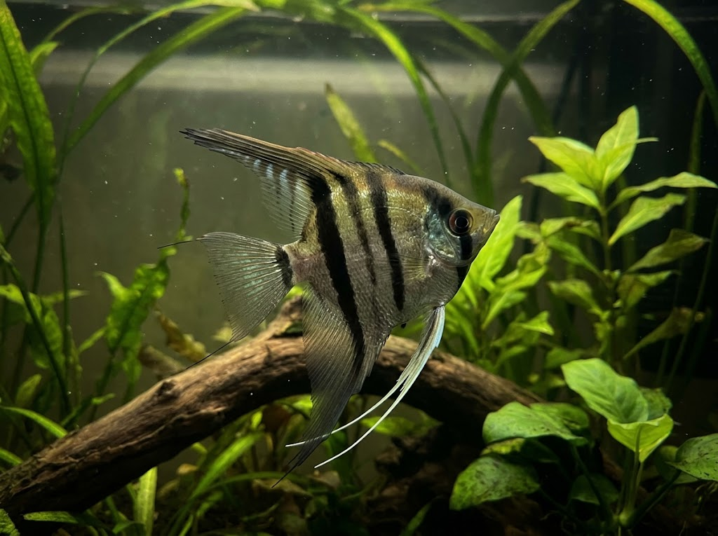 Freshwater Angelfish Care Guide: What You Actually Need 