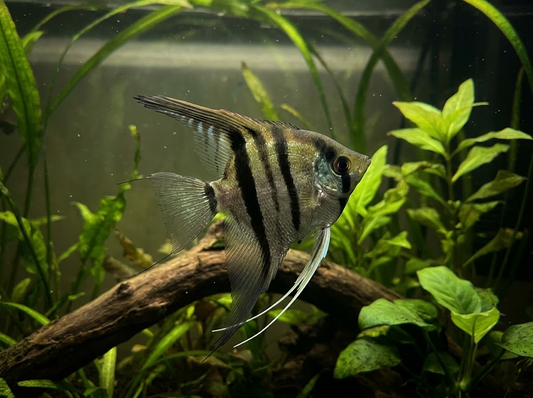 Freshwater Angelfish Care Guide: What You Actually Need 