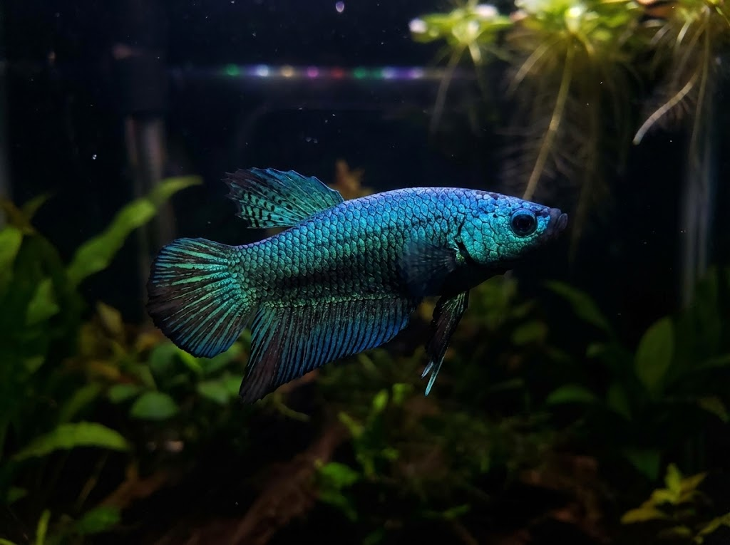 What is Alien Betta? A Guide to This Unique Fish Variety