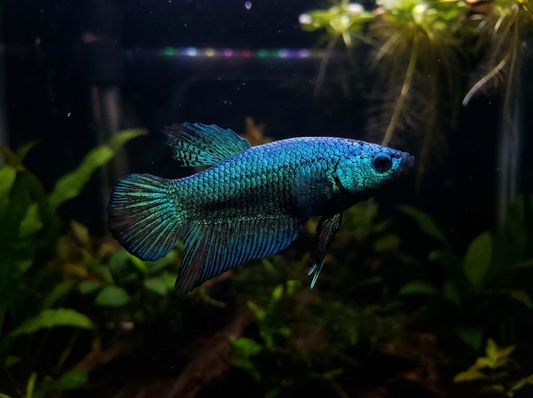 What is Alien Betta? A Guide to This Unique Fish Variety