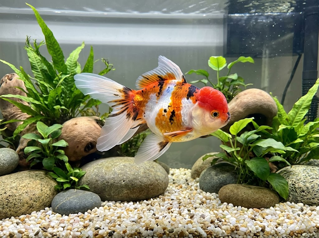 Oranda Goldfish Care Guide: Wen Care, Tank Setup, Feeding & Common Issues