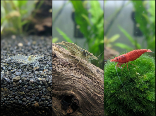 Can Shrimp Live With Betta Fish in the Same Tank